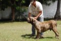Padreadores - Fila Brasileiro Tigrado - Canil Singular - Vingador